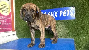 1-3 months Male Purebred Boerboel