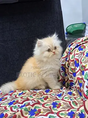 1-3 months Male Purebred Persian