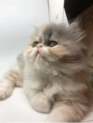 1-3 months Female Purebred Persian