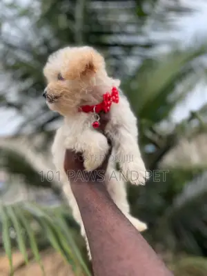 1-3 months Male Purebred Poodle