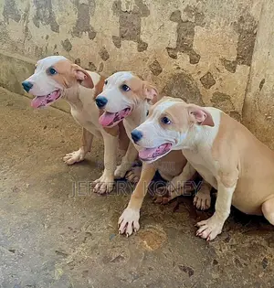 3-6 months Male Purebred American Pit Bull Terrier