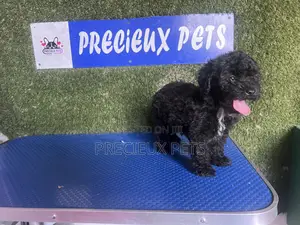 1-3 months Female Purebred Poodle
