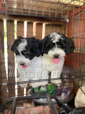 1-3 months Female Purebred Poodle