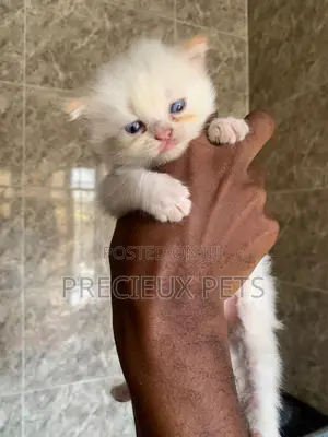 1-3 months Male Purebred Persian