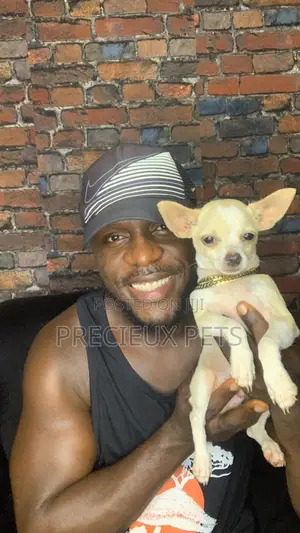 1-3 months Male Purebred Chihuahua
