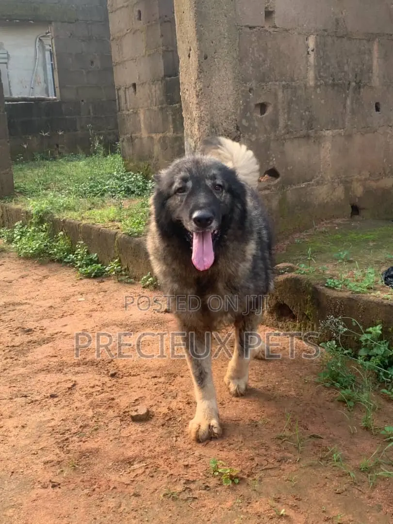 1+ year Male Purebred Caucasian Shepherd