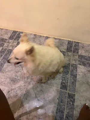 1+ year Female Purebred Japanese Spitz