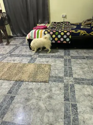 1+ year Female Purebred American Eskimo