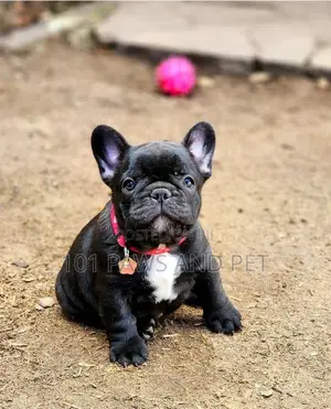1-3 months Male Purebred French Bulldog
