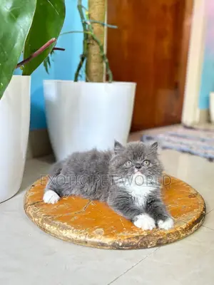 1-3 months Male Purebred Persian