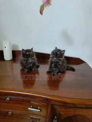 0-1 month Male Purebred Persian