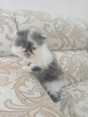 0-1 month Female Purebred Persian