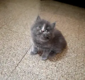 1-3 months Male Purebred Persian