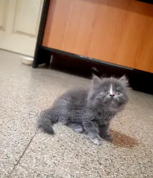 1-3 months Male Purebred Persian