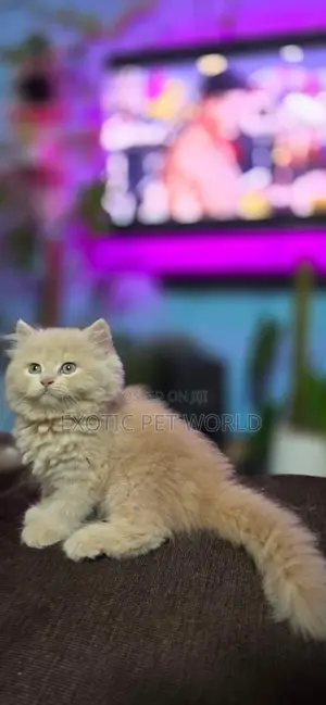 1-3 months Male Purebred Persian