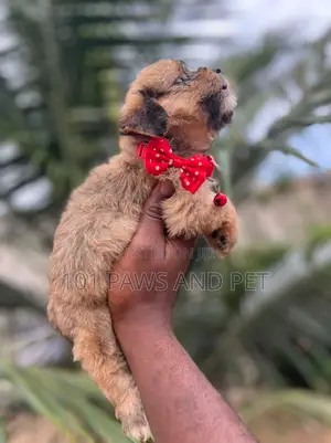 1-3 months Female Purebred Poodle
