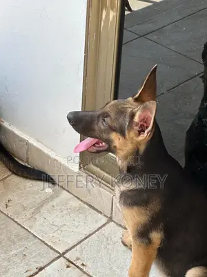3-6 months Female Purebred German Shepherd