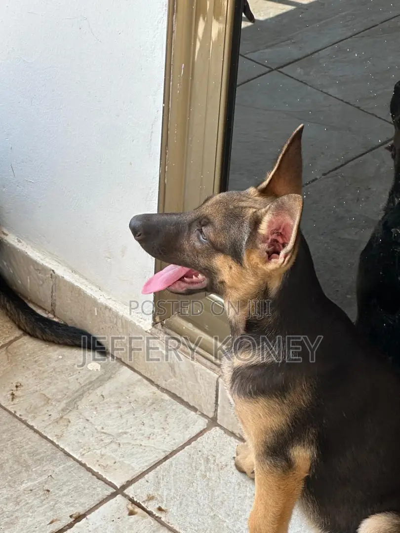 3-6 months Female Purebred German Shepherd