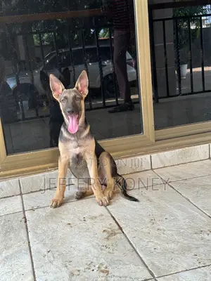 3-6 months Female Purebred German Shepherd