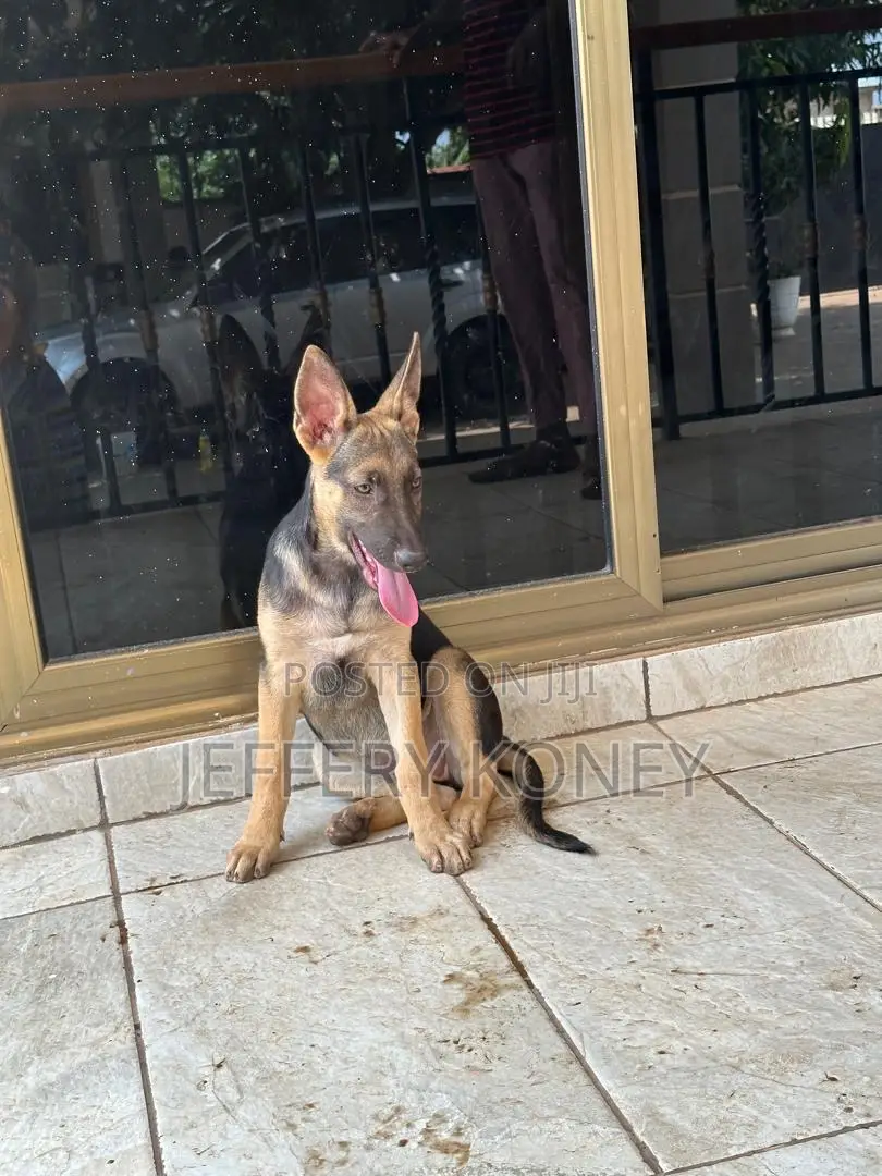 3-6 months Female Purebred German Shepherd
