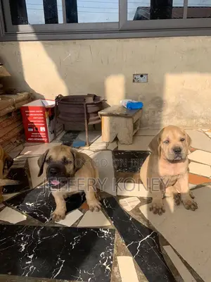 1-3 months Male Purebred Boerboel