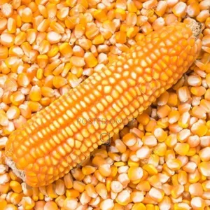 Foreign Yellow Maize