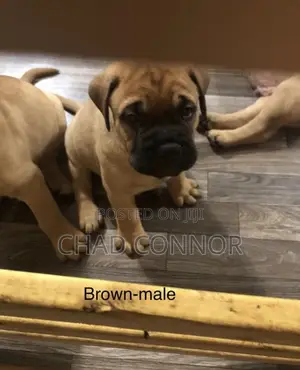 1-3 months Male Purebred Bullmastiff