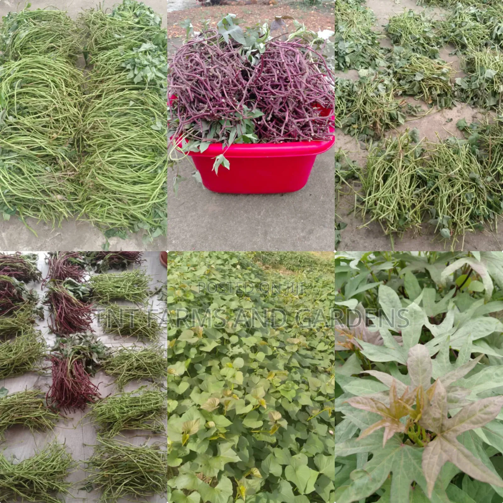 All Varieties of Sweet Potato Vines Available!
