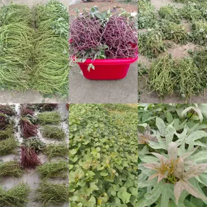 All Varieties of Sweet Potato Vines Available!