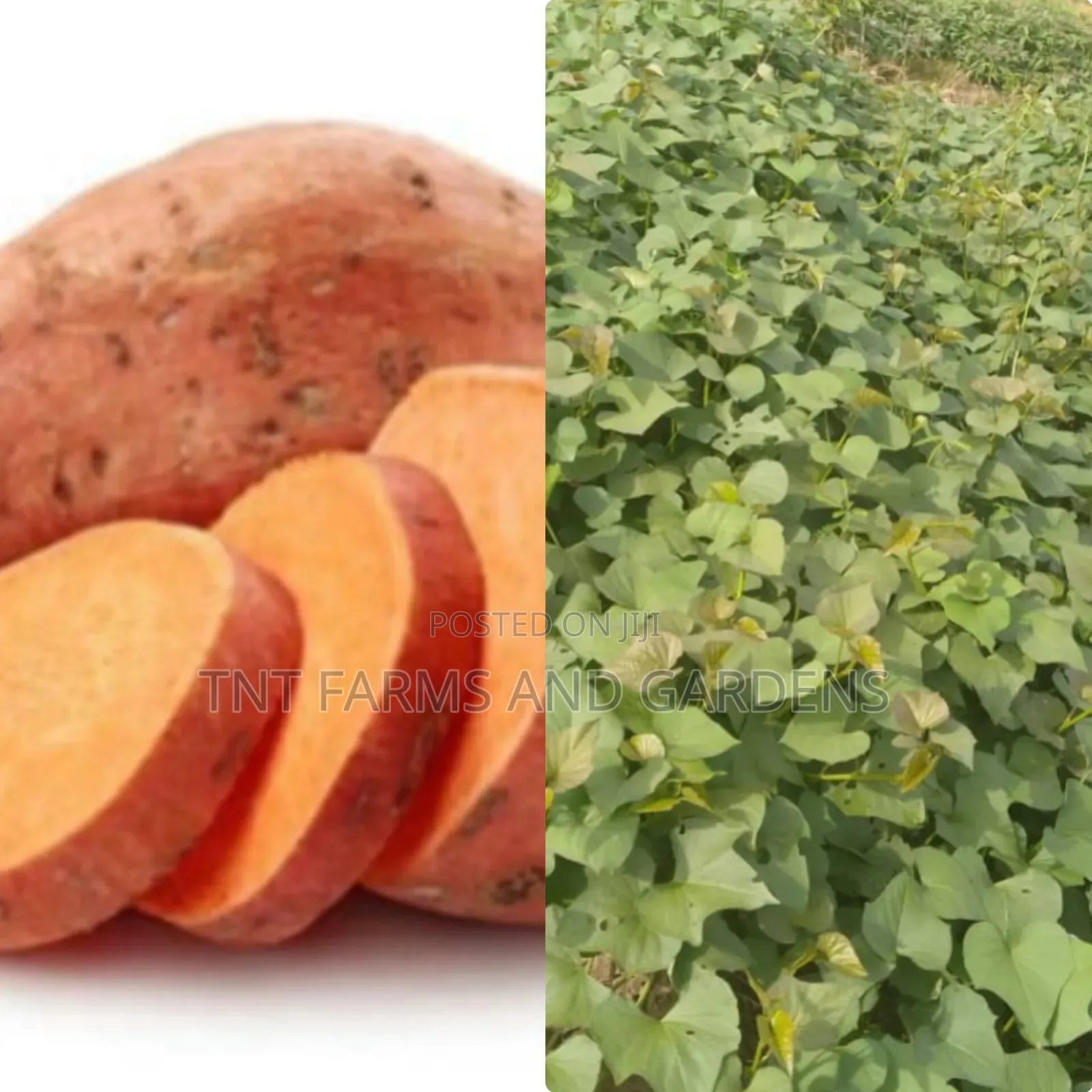 All Varieties of Sweet Potato Vines Available!