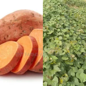 All Varieties of Sweet Potato Vines Available!