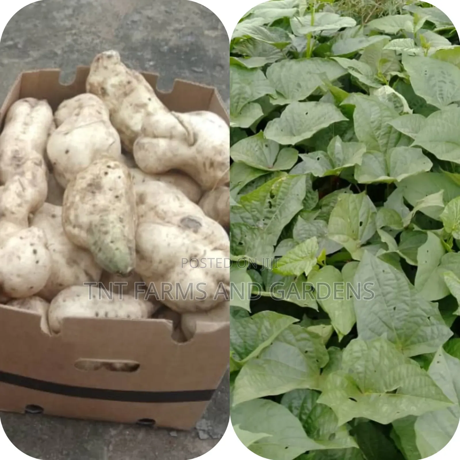 All Varieties of Sweet Potato Vines Available!
