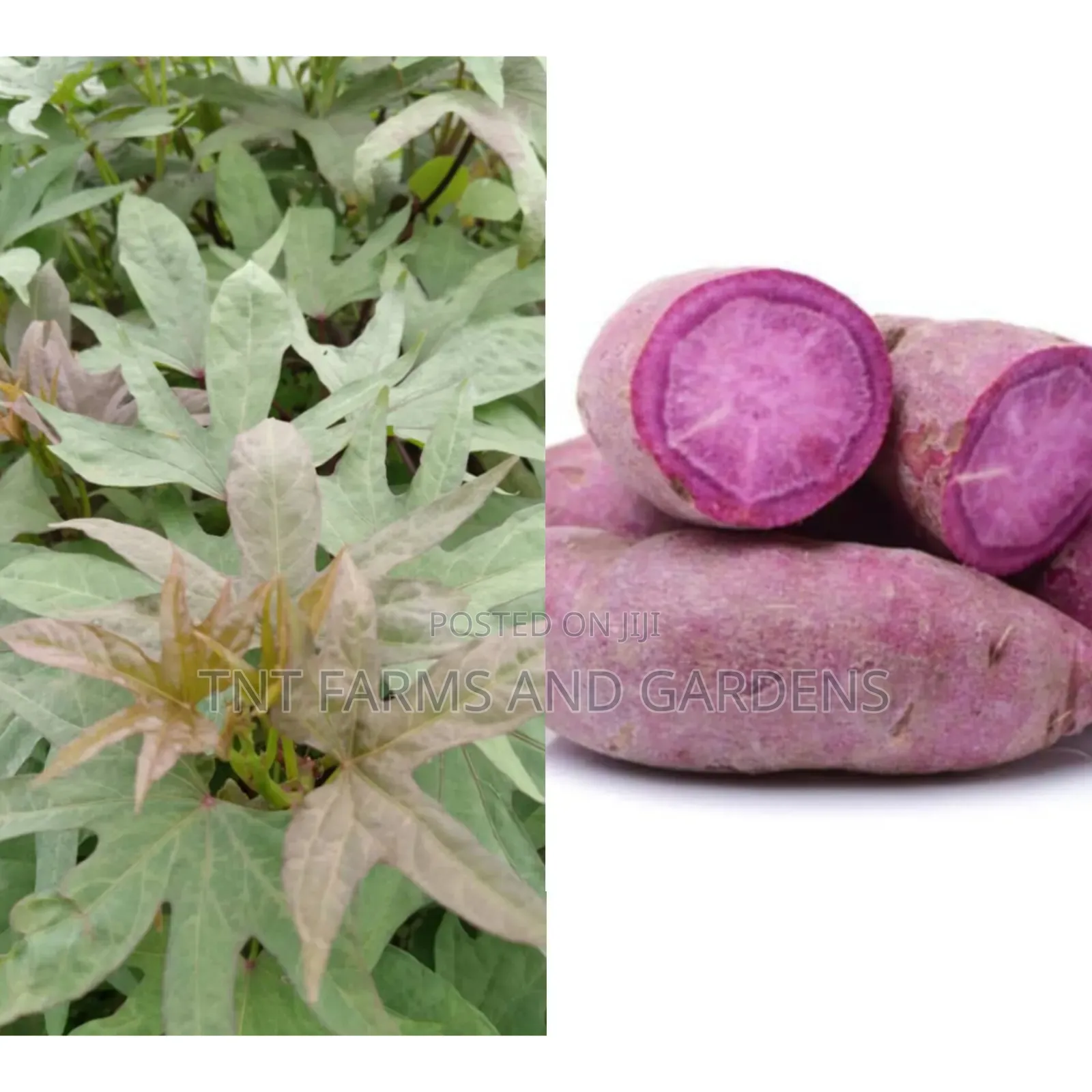 All Varieties of Sweet Potato Vines Available!