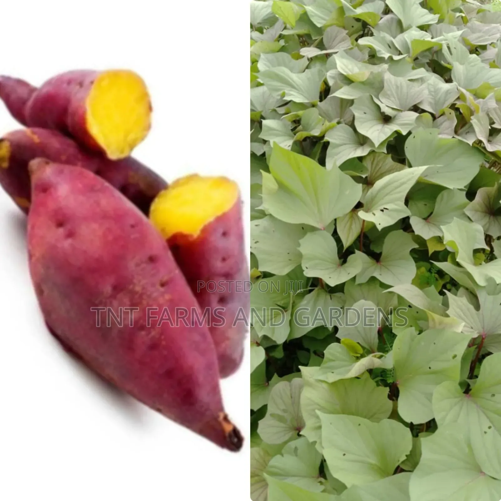 All Varieties of Sweet Potato Vines Available!
