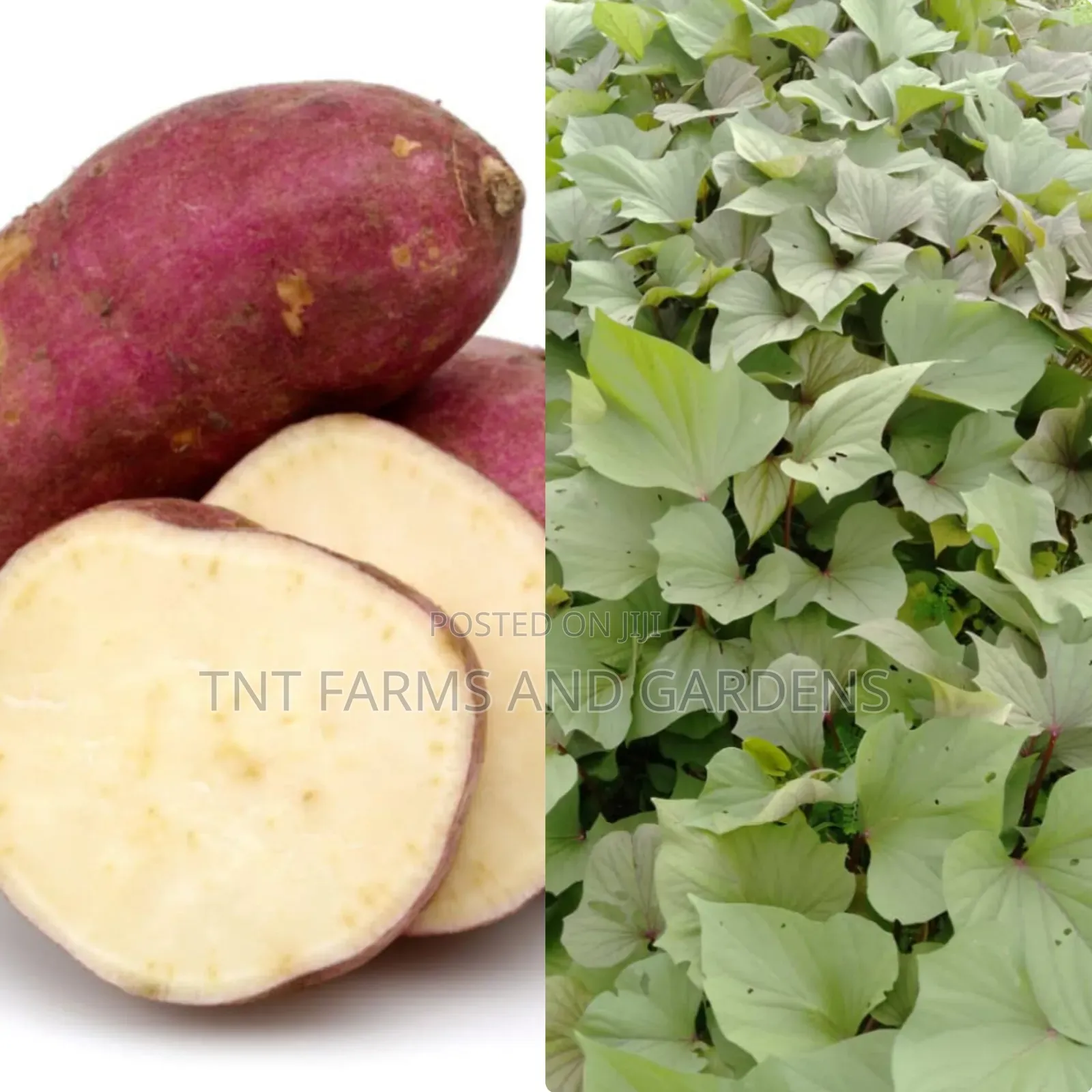 All Varieties of Sweet Potato Vines Available!