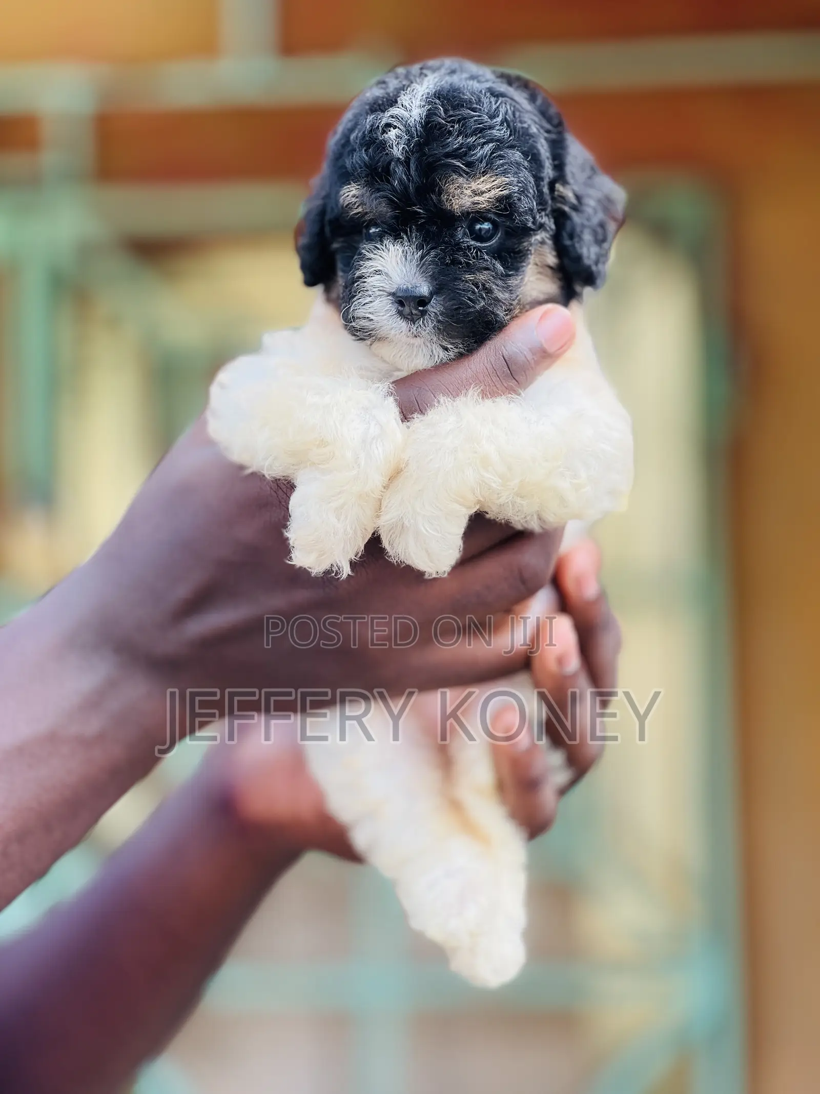 1-3 months Female Purebred Poodle
