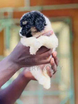 1-3 months Female Purebred Poodle