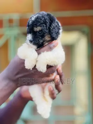 1-3 months Female Purebred Poodle