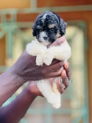 1-3 months Female Purebred Poodle
