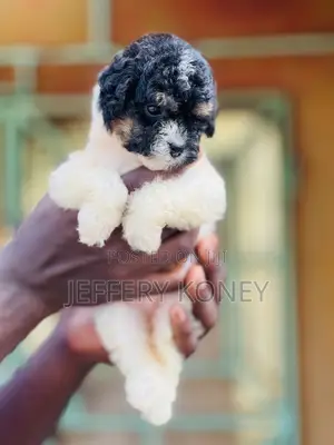 1-3 months Female Purebred Poodle