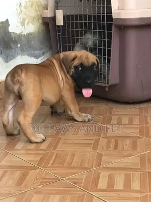 1-3 months Male Purebred Boerboel