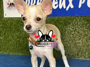1-3 months Male Purebred Chihuahua