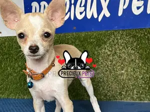 1-3 months Female Purebred Chihuahua