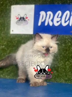 1-3 months Male Purebred Persian