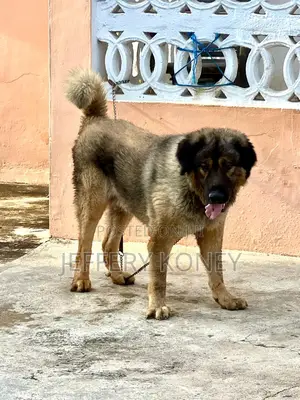 1+ year Male Purebred Caucasian Shepherd