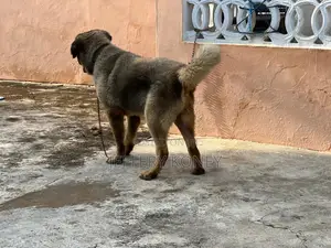 1+ year Male Purebred Caucasian Shepherd
