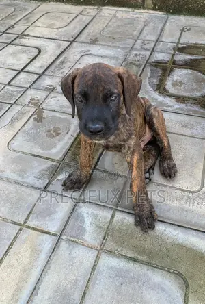 1-3 months Female Purebred Boerboel