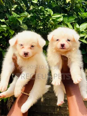 1-3 months Female Purebred American Eskimo