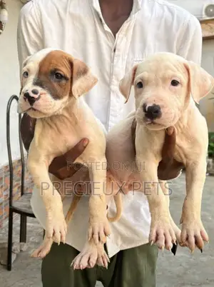 1-3 months Female Purebred American Pit Bull Terrier
