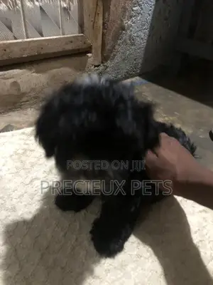 1-3 months Male Mixed Breed Maltese Shih Tzu